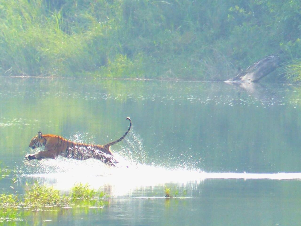 Babai Resort Pvt Ltd Bardiya ภายนอก รูปภาพ